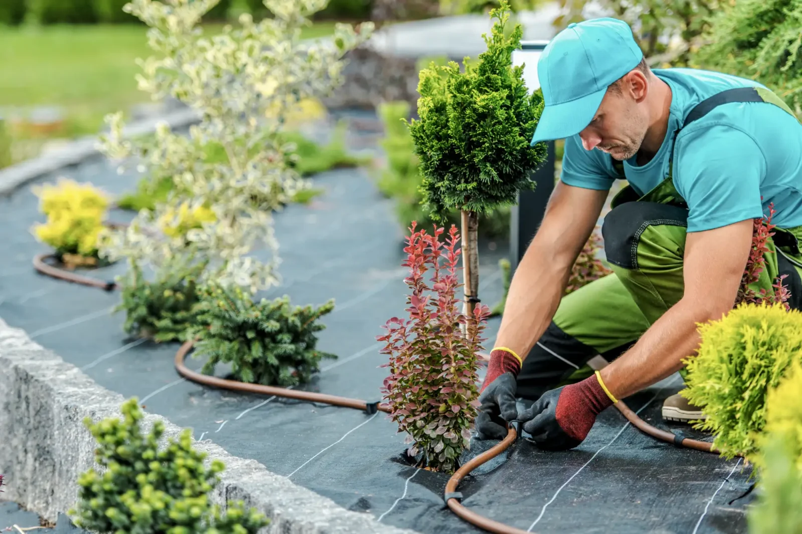 A landscaper in blue and green workwear focuses on installing a drip irrigation line next to newly planted shrubs in a prepared garden bed.